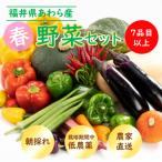 ふるさと納税 あわら市 農家直送 春野菜セット 1箱 7品目以上 《元気に育った新鮮野菜!》