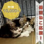 保護ねこ活動支援~野良猫から地域で見守るさくら猫に~