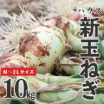 ふるさと納税 宇城市 先行予約 新玉ねぎ 10kg 訳あり M〜2L混合【2026年2月中旬〜3月上旬発送】