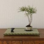 盆彩畳~BONSAI TATAMI~