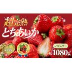 鈴木ファームのとちあいか☆4パック入り