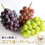 ふるさと納税 猪名川町 厳選 3種類のぶどう食べ比べセット
