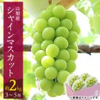 ふるさと納税 山梨市 【2026年発送 先行受付】山梨市 シャインマスカット(約2kg)3〜5房入り 化粧箱入り