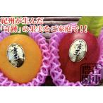 ショッピングふるさと納税 マンゴー ふるさと納税 和歌山市 紀州完熟マンゴー『吉玉』ご家庭用訳あり品1.5kg