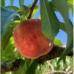 ふるさと納税 高森町 【2026先行受付】長野県　南信州産　桃　あかつき　約3kg1箱