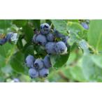 fu.... налог белый лошадь .[ белый лошадь ...] Nagano префектура белый лошадь . белый лошадь производство рефрижератор голубика [ иметь машина JAS засвидетельствование ] 1kg