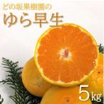 坂果樹園のゆら早生みかん 5kg