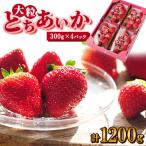 ふるさと納税 佐野市 いちご生産量日本一栃木県産【春いちご】大粒『とちあいか』(300g×4パック)