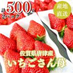 ふるさと納税 佐賀県 【濃厚苺 いちごさん】500g 山の斜面で十分な日光を浴びた苺!(佐賀県)