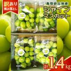 ふるさと納税 シャインマスカット 北栄町 シャインマスカット 訳あり 家庭用 鳥取砂丘地産 1.4kg(350g×4パック)