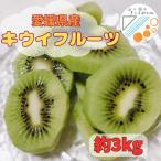 ふるさと納税 八幡浜市 愛媛県八幡浜産キウイフルーツ(3kg)【C81-1】