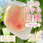 ふるさと納税 九度山町 桃先行受付! 【川中島白桃】 (大玉特秀品) 約2kg 6〜9個入 こだわり農家厳選!