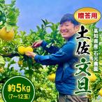 ふるさと納税 土佐市 【期間限定】高知県産 石元農園の 土佐 文旦 贈答用 約5kg (7〜12玉)