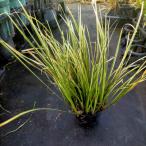 素敵な植物 斑入りセキショウ 10本セット