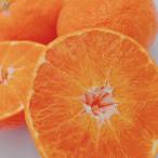 ショッピング甘平 ふるさと納税 松山市 中島産　甘平　秀品　5〜6個入