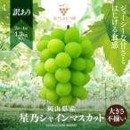 ふるさと納税 津山市 【訳あり】粒の大きさが不揃い 星乃シャインマスカット1.3kg 2房〜4房入り