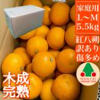 ふるさと納税 有田川町 木成完熟 紅はっさく 訳あり傷多めLまたはM×5.5kg 化粧箱 和歌山県有田川町