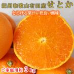 ふるさと納税 上富田町 【ご家庭用訳あり】紀州和歌山産 せとか 約3kg