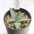 ふるさと納税 伊予市 アガベ「ショー・タイム(Sho-Time)」(オバティフォリア × ビクトリアレギネ)3.5号鉢