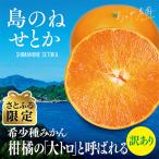 訳あり 島のね農園ブランド せとか 3kg