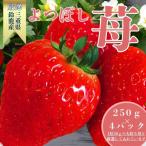 2027冬 よつぼし 1粒約30g 約250gを4パック