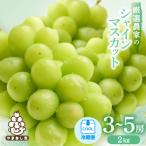 ショッピングふるさと納税 シャインマスカット ふるさと納税 山梨市 【2026年発送 先行受付】シャインマスカット　3〜5房 2kg