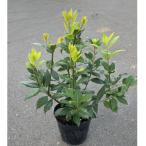 ふるさと納税 鈴鹿市 黄金月桂樹　アフロ仕立て