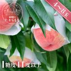 ふるさと納税 高山市 【2026年先行予約】桃　糖度11度以上　飛騨のたからもも(4-8玉) 1.5〜2.0kg