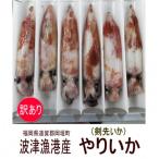 ふるさと納税 岡垣町 岡垣町波津漁港　お刺身用ヤリイカ(剣先イカ)4〜6杯で合計700g【訳あり】(岡垣町)