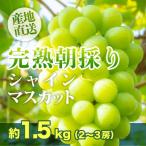 ふるさと納税 井原市 2025年発送 訳あり 【完熟朝採り】シャインマスカット 2〜3房 約1.5kg【フルーツ王国岡山】