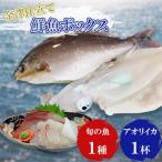 産旬の魚1種とアオリイカ1杯セット