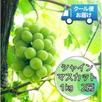 ふるさと納税 南アルプス市 先行予約　2026年発送分　クール便で新鮮にお届け!シャインマスカット　2房 (計1kg以上)