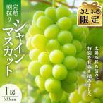 朝採り直送 さつきぶどう園シャインマスカット1房 600g前後
