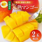 ふるさと納税 日南市 希少 完熟マンゴー 鉢植え栽培 2L×2玉