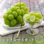 ショッピングふるさと納税 シャインマスカット ふるさと納税 松川町 ぶどう シャインマスカット(長野県産秀品)1kg【2026年9月下旬〜11月上旬頃発送予定】