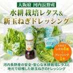 ふるさと納税 河内長野市 とれたてレタスと玉ねぎドレッシングセット