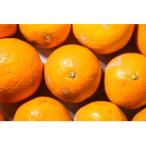 ふるさと納税 海南市 【2026年2月より順次発送】森本農園の完熟濃厚清見オレンジ　訳あり　10kg