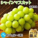 産シャインマスカット約1kg 2~3房