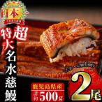 ふるさと納税 志布志市 鹿児島県産うなぎ蒲焼 名水慈鰻 超特大2尾(1尾約236~270g)《計約500g》a6-059