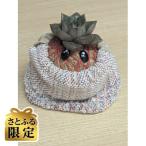さをり織り苔玉くるみちゃん 300g