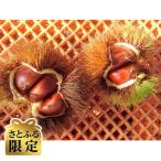産生栗 計3kg