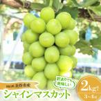 ショッピングふるさと納税 シャインマスカット ふるさと納税 美作市 【訳あり】シャインマスカット 2Kg