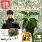 アボカド苗木 メキシコーラグランデ 1本