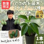 アボカド苗木 エドラノール Bタイプ 5~6号