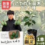 アボカド苗木 ズタノ Bタイプ 1本