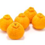 佐賀の旬 不知火 約5kg