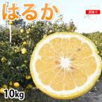 ふるさと納税 宇城市 訳ありはるか みかん 10kg【2026年1月下旬から2026年4月下旬発送予定】(宇城市)