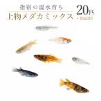 上物メダカミックス20匹 IB148-001