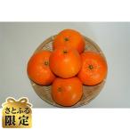 伊予かん4L~L 約10kg