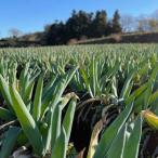 fu.... налог внизу . рисовое поле блок подлинный внизу . рисовое поле блок одобрено .. . участник ..... внизу . рисовое поле .(L размер 15шт.@)